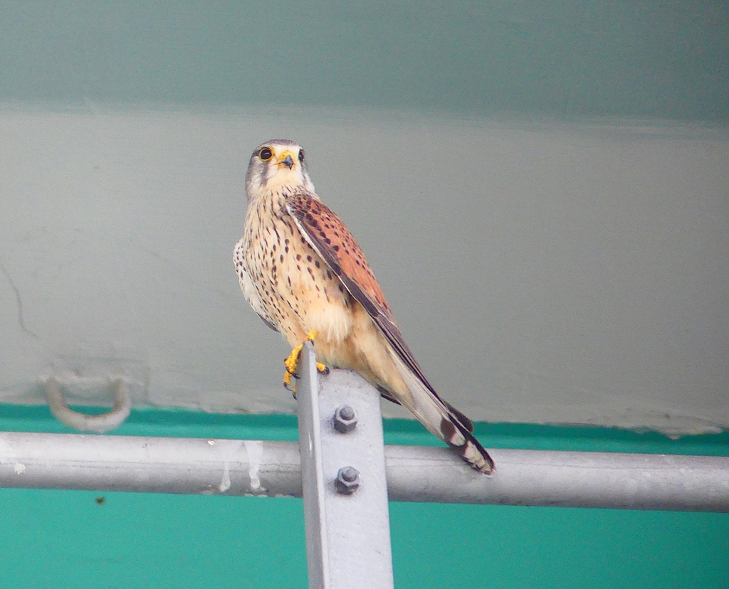 P4910753：チョウゲンボウ_R