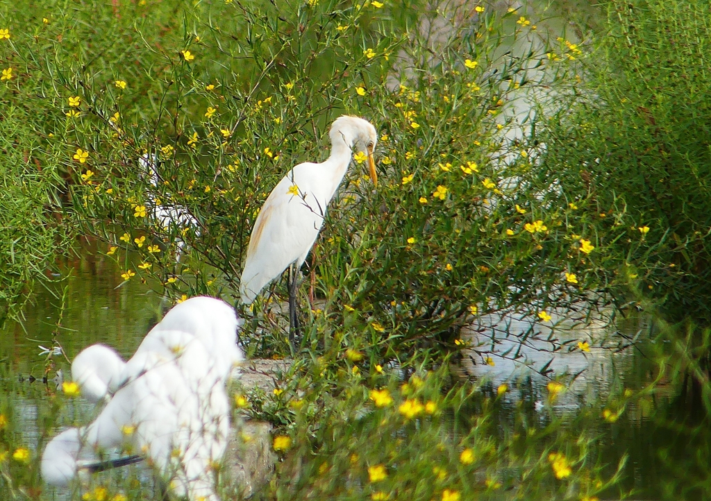 P1230464：アマサギ_R
