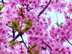 P3900829：河津桜_R