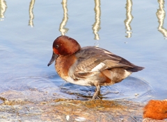 P4550168：ホシハジロ交雑種_R