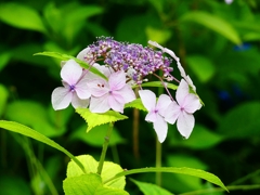 P4170840：紫陽花_R