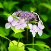 P4170840：紫陽花_R