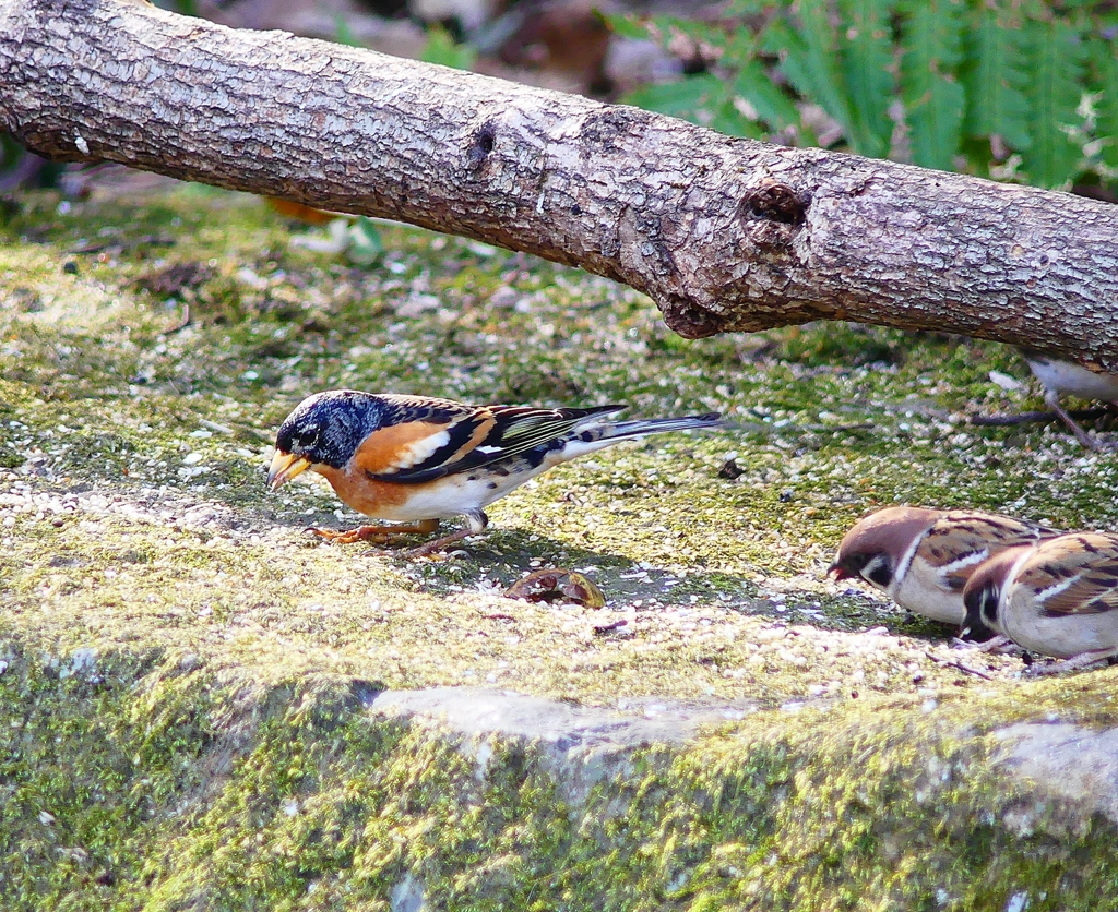 P3890573：アトリとスズメ_R
