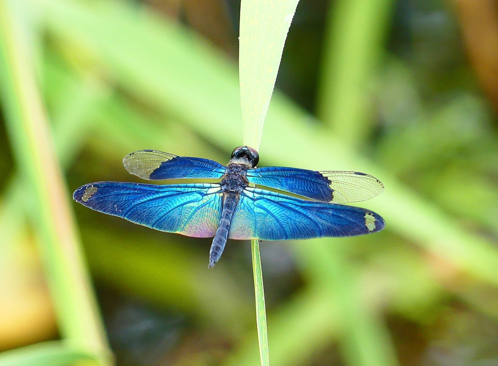 P4230545：チョウトンボ_R