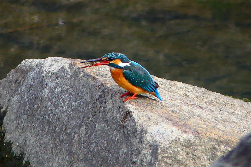 P4770148：カワセミ（メス）_R