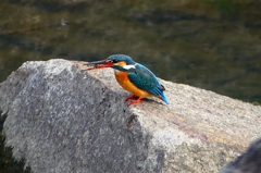 P4770148：カワセミ（メス）_R