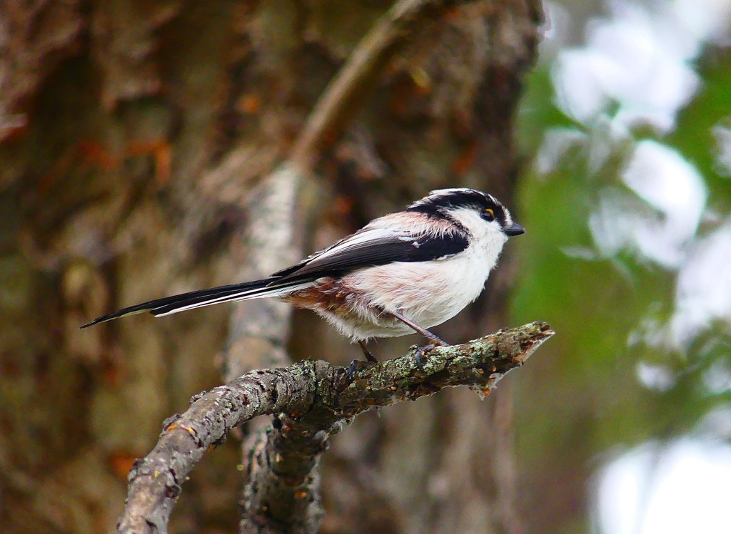 P4400750：エナガ_R