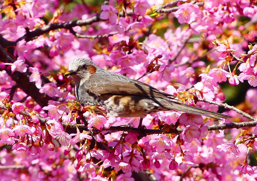 P1880168：河津桜にヒヨドリ_R