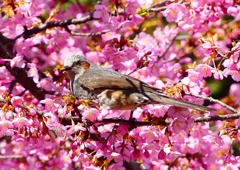 P1880168：河津桜にヒヨドリ_R