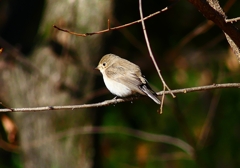 P4580027：ニシオジロビタキ_R