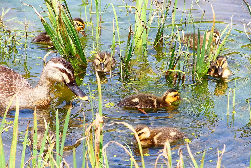 P1000577：カルガモ親子_R