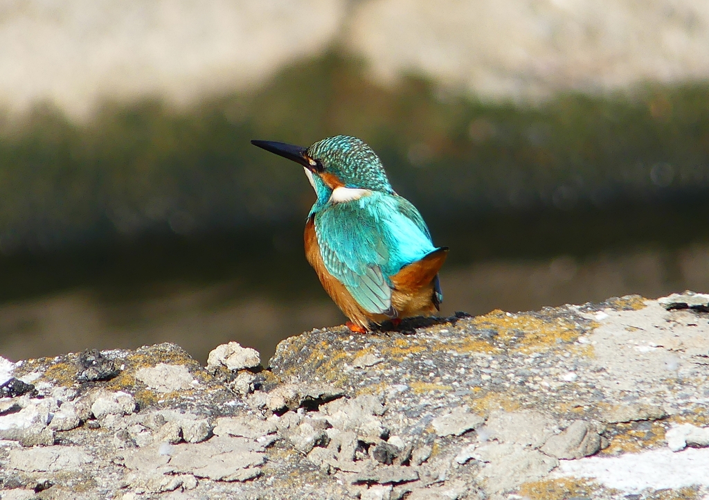 P1580793：カワセミ（オス）_R