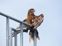 P4300069：トビ_R