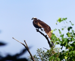 P4400329：ミサゴ_R