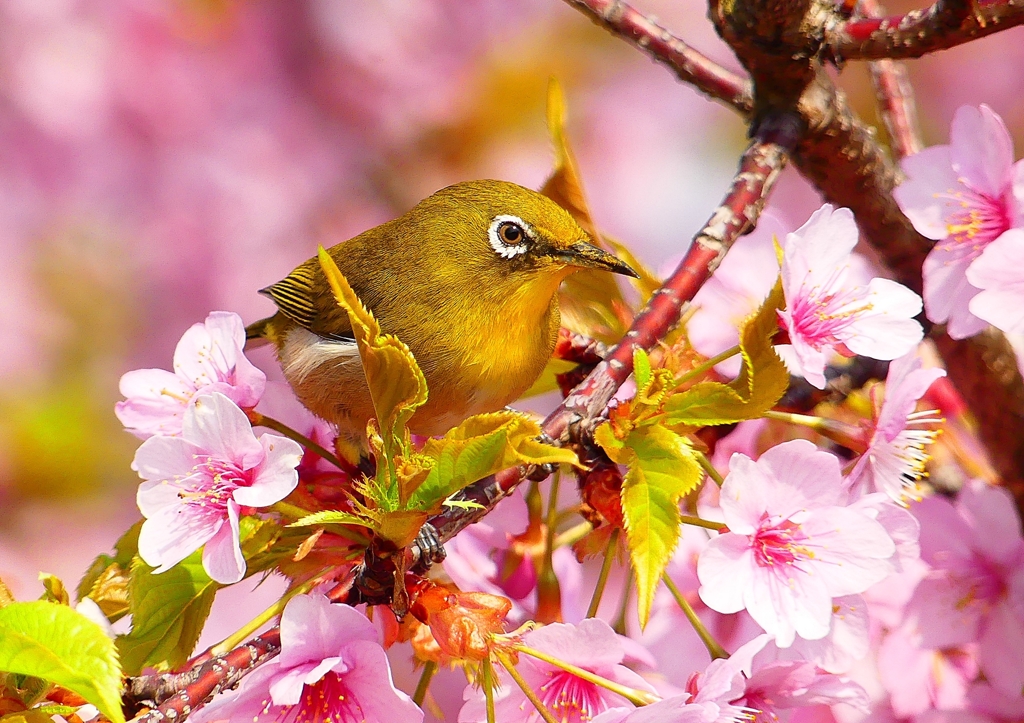 P1890509：河津桜にメジロ_R