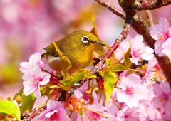 P1890509：河津桜にメジロ_R