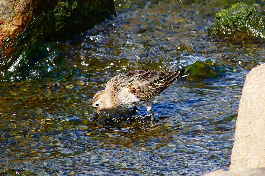 P4400588：ハマシギ_R