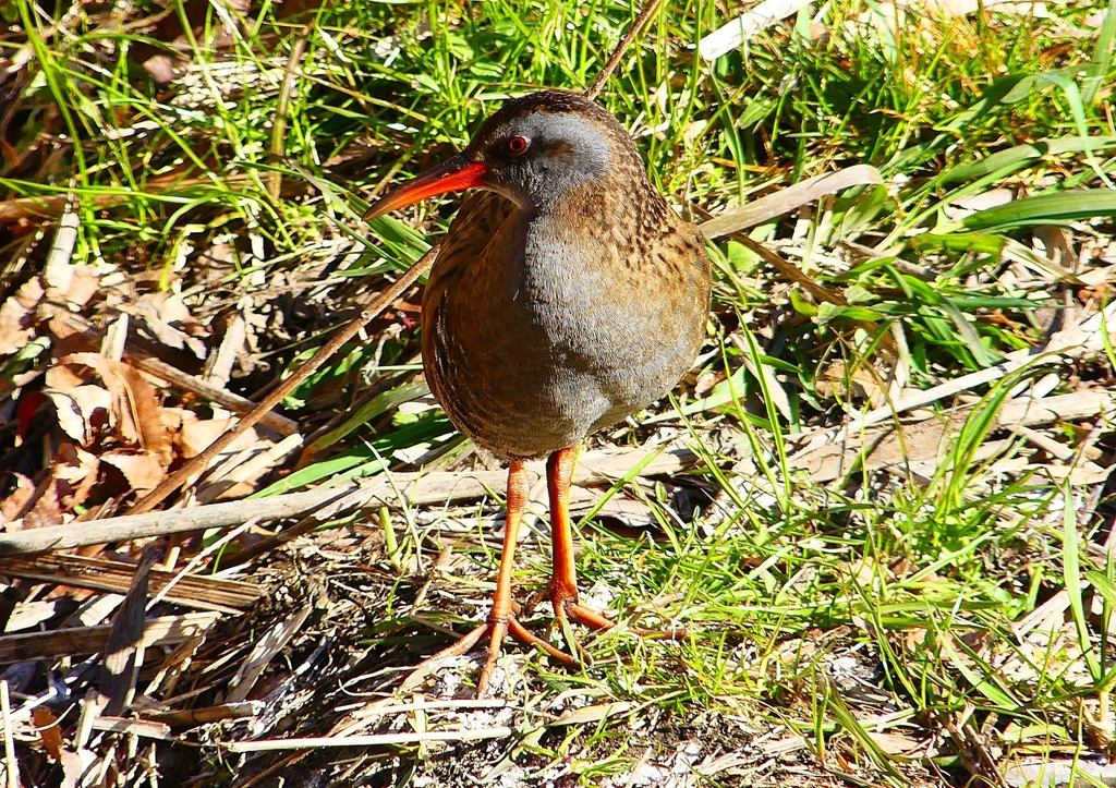 P1730089：クイナ_R