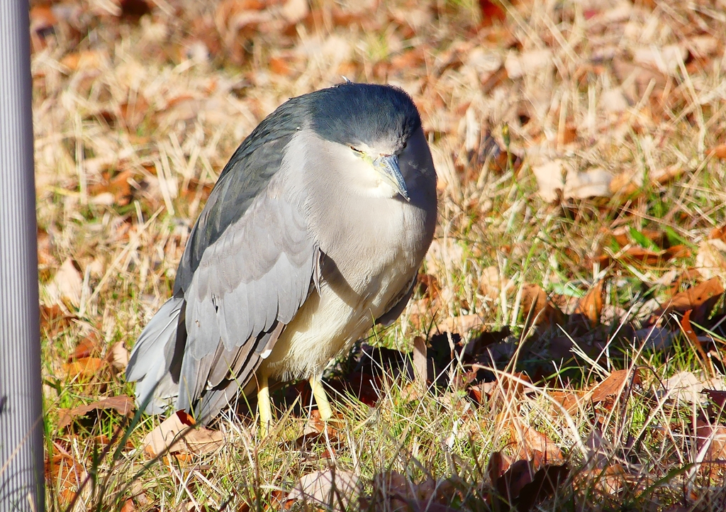 P1620244：ゴイサギ_R