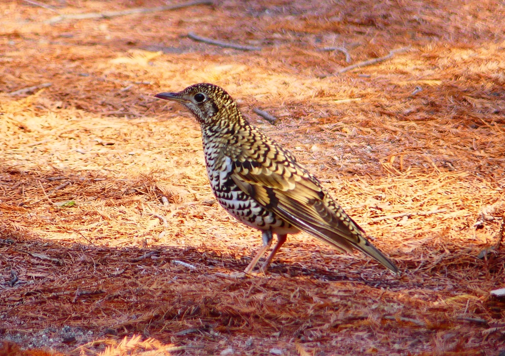 P1800763：トラツグミ_R