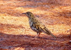 P1800763：トラツグミ_R