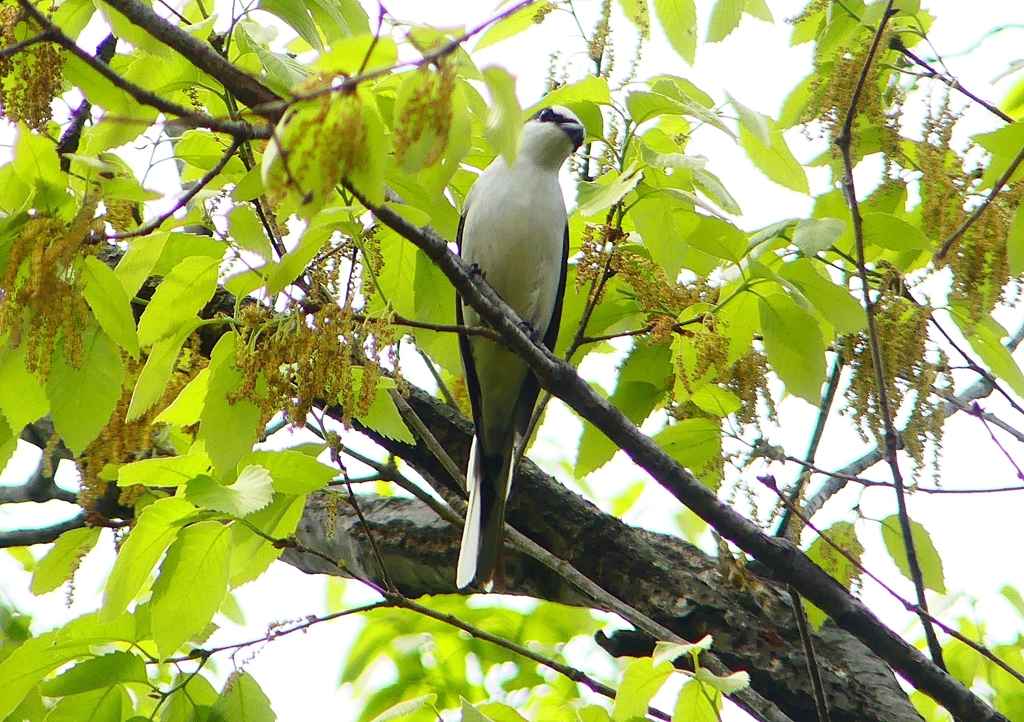 P1930826：サンショウクイ_R