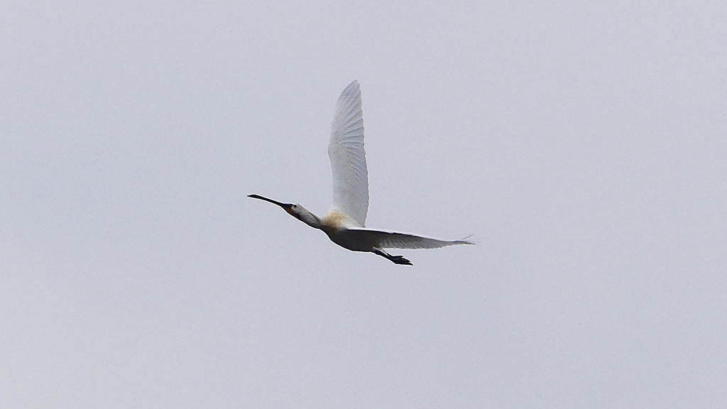 P1680231：飛ぶヘラサギ_R
