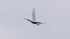 P1680231：飛ぶヘラサギ_R