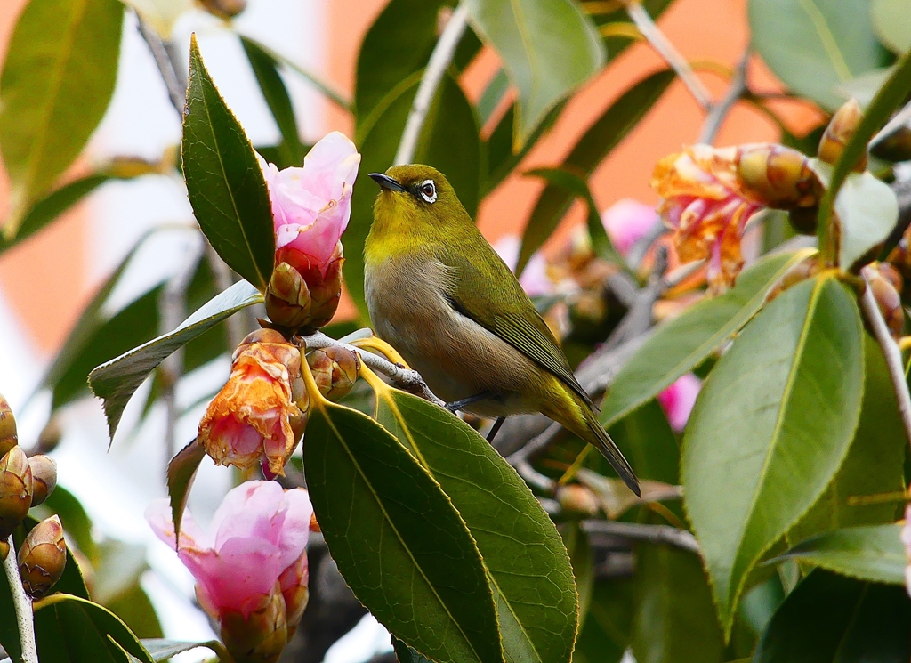 P4700828：メジロ_R