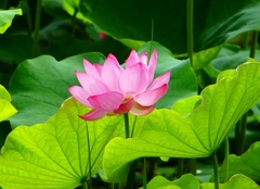 P1040077：ハスの花_R