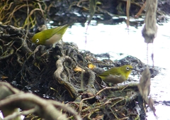 P1270026：メジロ_R