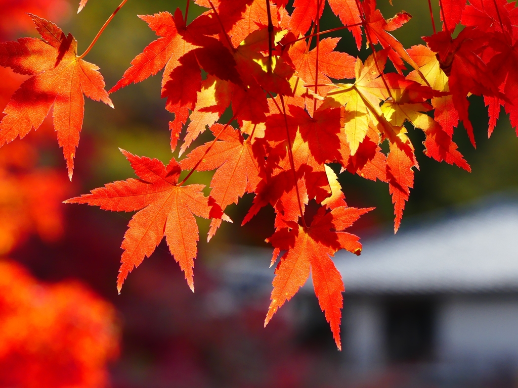 P1030489：永観堂＜京都の紅葉＞_R