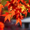 P1030489：永観堂＜京都の紅葉＞_R