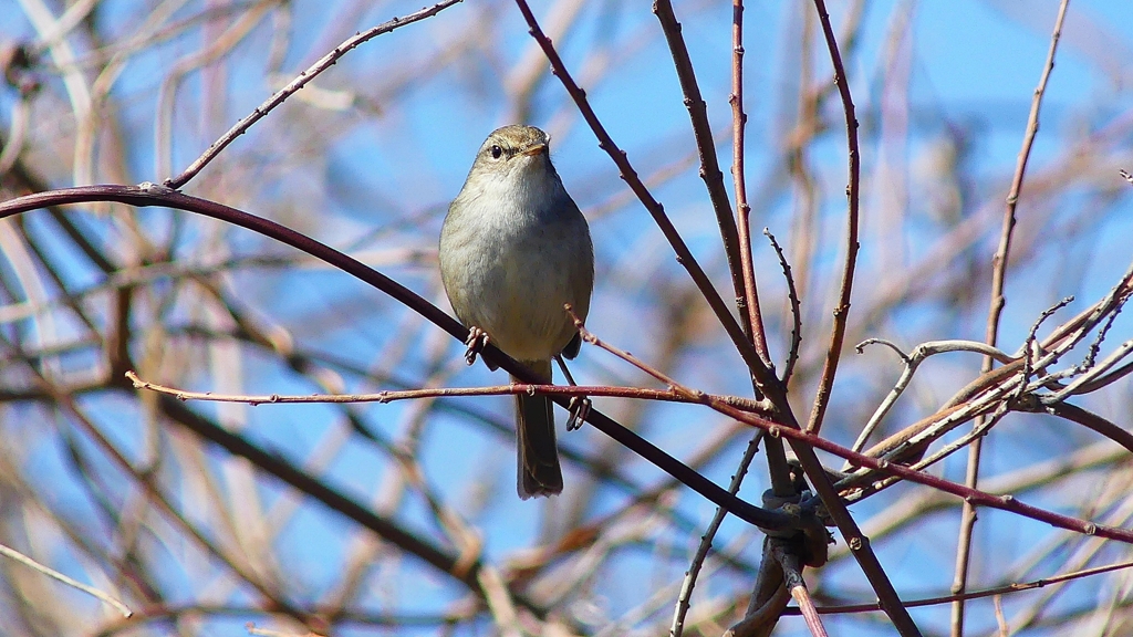 P3890313：ウグイス_R