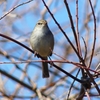 P3890313：ウグイス_R