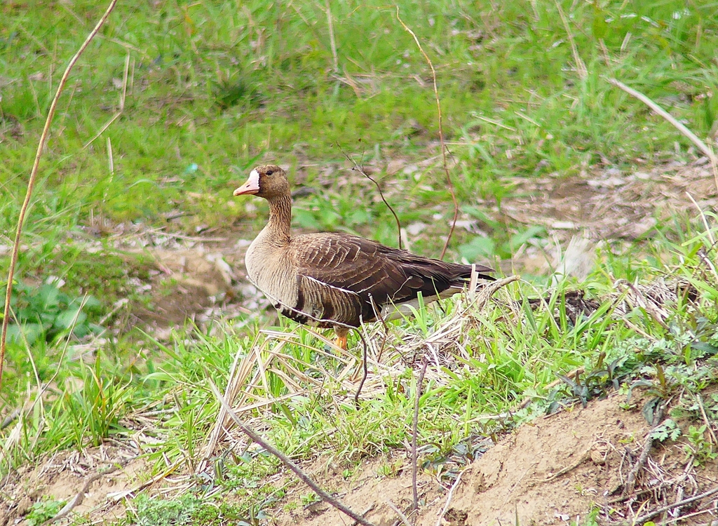 P4850690：マガン_R