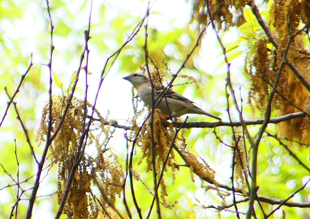 P1930680：ニュウナイスズメ_R