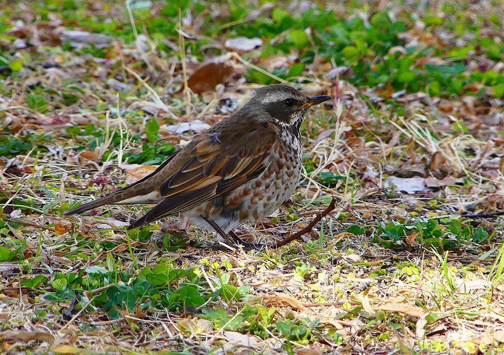 P1790721：ツグミ_R
