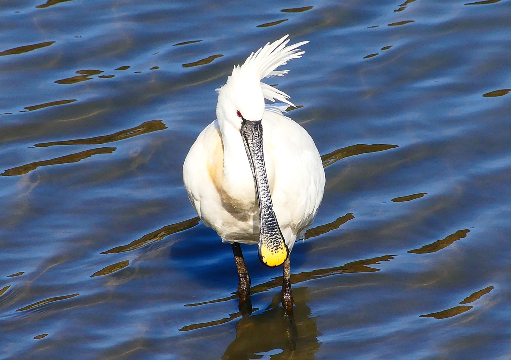 P1700370：ヘラサギ_R
