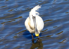 P1700370：ヘラサギ_R