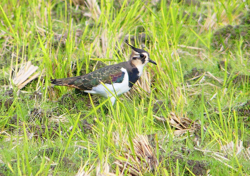 P1380689：タゲリ_R