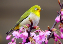 P1870255：河津桜にメジロ_R