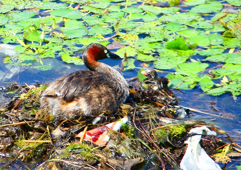 P1110432：カイツブリ_R