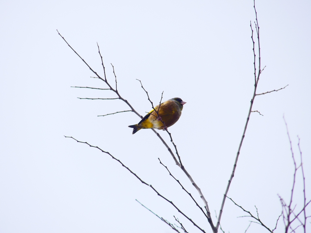 P4710711：カワラヒワ_R