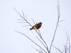 P4710711：カワラヒワ_R