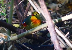 P1370281：ソウシチョウ_R