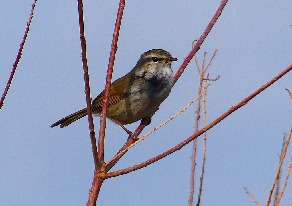 P1840363：ウグイス_R