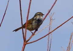 P1840363：ウグイス_R