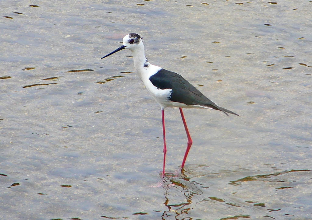 P1950401：セイタカシギ_R