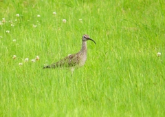 P1990437：チュウシャクシギ_R